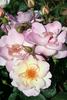 Life Force rose photo