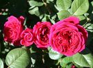 Captain Terrific rose photo
