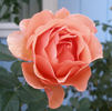 Louise Hay rose photo