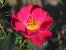Jill Dando rose photo