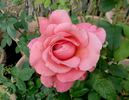 Kathryn McGredy rose photo