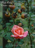 Pink Pillar rose photo