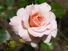 Great Expectations rose photo
