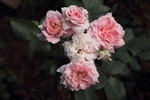 Altaïr ® rose photo