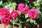 Captain Terrific rose photo