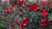 Imperial Palace ® rose photo