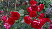 Imperial Palace ® rose photo