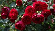 Imperial Palace ® rose photo