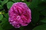Agar rose photo