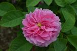 Arthur Young rose photo