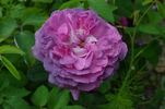 Gloire des Jardins rose photo