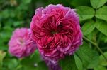 Manteau Pourpre rose photo