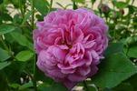 Reine des Centfeuilles rose photo