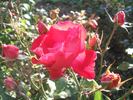 Baby Blaze rose photo