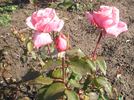 Belvédère rose photo