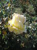 Golden Leader rose photo