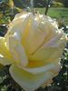 Golden Leader rose photo