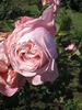 Caresse rose photo