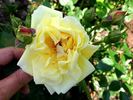 Northern Yellow rose photo