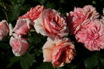 Knysna rose photo