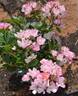 Chip's Apple Blossom rose photo