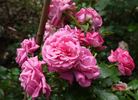 Cardiff Castle rose photo