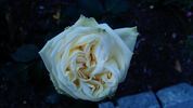 Delightful rose photo