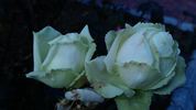 Delightful rose photo
