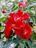 ORAmicnov rose photo
