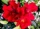 ORAmicnov rose photo