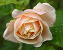 Proud Titania rose photo
