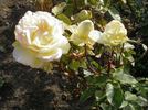 Farah rose photo