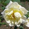 Vincenz Bergers Weisse rose photo