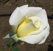 Vincenz Bergers Weisse rose photo