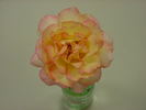 Delightful Phyllis rose photo