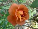 Laura Bush ™ rose photo