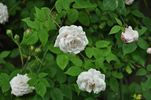 <i>Rosa X polliniana</i> f. <i>affabilis</i> rose photo