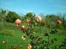Fortuna ® rose photo