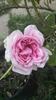 Archiduchesse Elizabeth d'Autriche rose photo