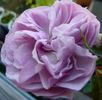 Freiburger Bächle rose photo