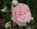 Mermaid of Zennor rose photo