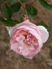 Mermaid of Zennor rose photo