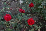 Большая любовь rose photo