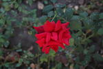 Большая любовь rose photo