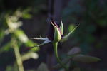 Большая любовь rose photo