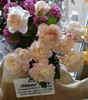 Crown Princess Mary ™ rose photo