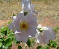 Cupid rose photo