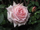 Bernice Cooper rose photo