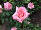 Bernice Cooper rose photo
