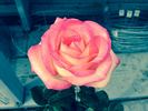 Sister Jane rose photo